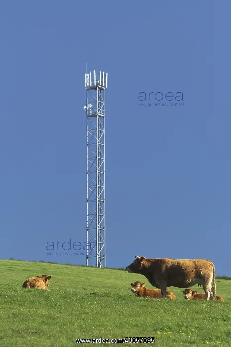 : Cows under a phone antenna Lestard Correze : Cows under a phone antenna Lestard Correze