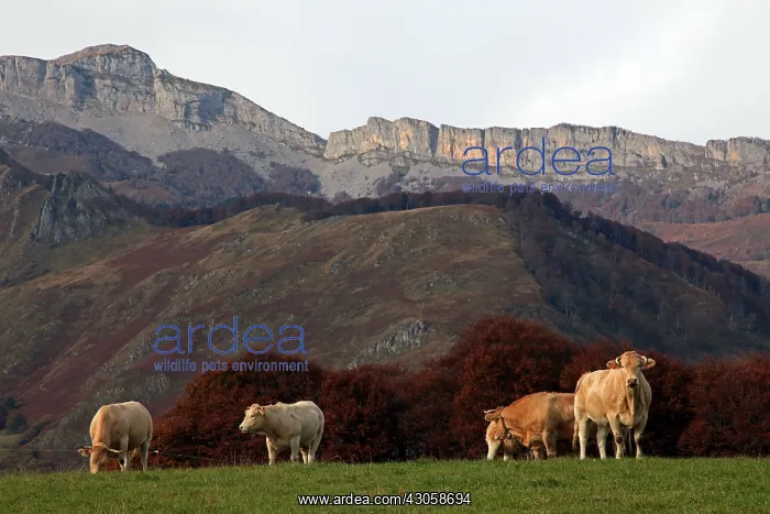 : Cows on the plateau Lhiers in the Pyrenees France : Cows on the plateau Lhiers in the Pyrenees France