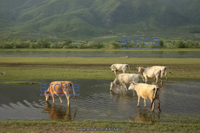 : Cows in a prairie lake innondee Kerkini Greece : Cows in a prairie lake innondee Kerkini Greece
