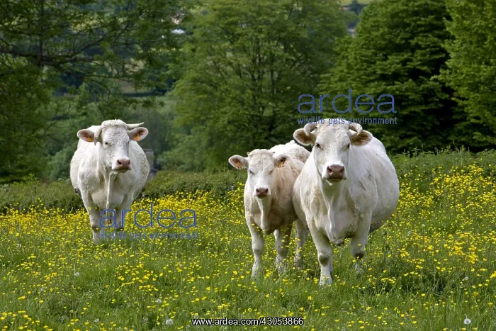 : Cows race Charolais in the Charolais Bourgogne France : Cows race Charolais in the Charolais Bourgogne France