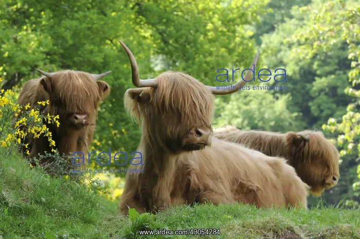 : Cows of the race Galloway Vosges du Nord RNP France : Cows of the race Galloway Vosges du Nord RNP France