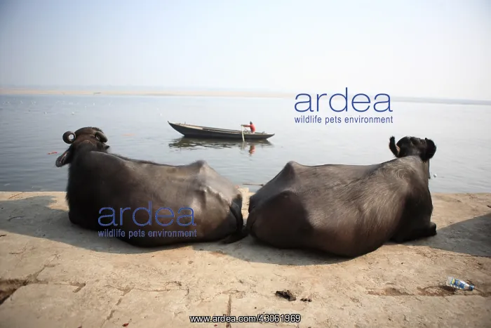 : Cows at rest on the banks of the Ganges Varanasi India : Cows at rest on the banks of the Ganges Varanasi India