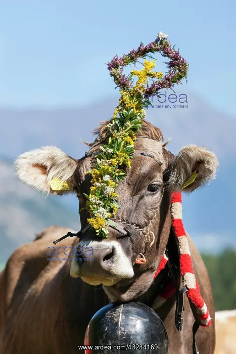 : Cows returning from their summer pastures : Cows returning from their summer pastures