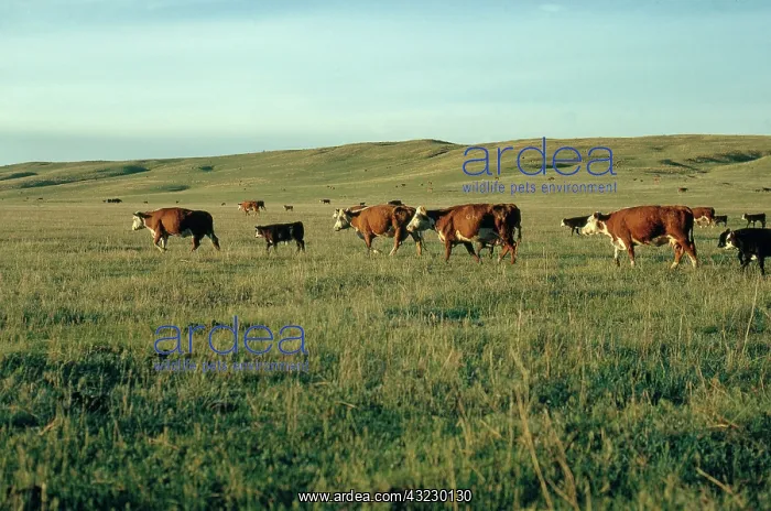 : Cows in the Sandhills, Nebraska : Cows in the Sandhills, Nebraska