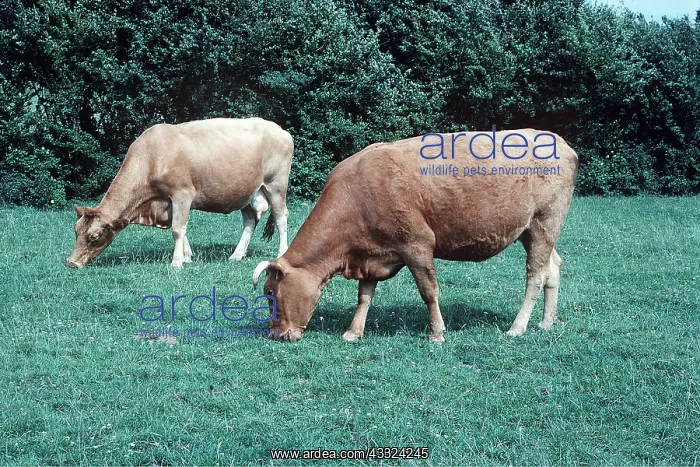 : COWS - SOUTH DEVON : COWS - SOUTH DEVON