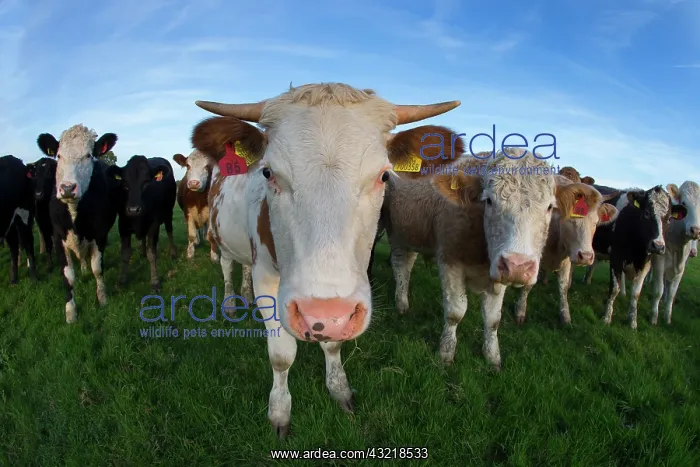 : Cows standing in a meadow in autumn - GB : Cows standing in a meadow in autumn - GB