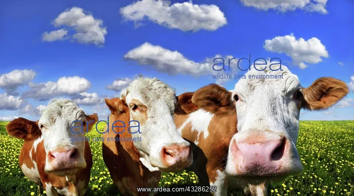 : Three cows standing on a meadow with dandelions : Three cows standing on a meadow with dandelions