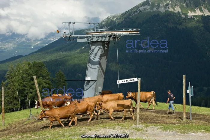 : Cows in the summer with cowboy Savoie La Plagne : Cows in the summer with cowboy Savoie La Plagne
