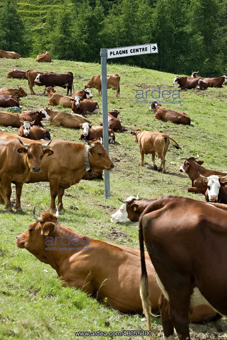 : Cows in Summer in La Plagne in summer Savoie : Cows in Summer in La Plagne in summer Savoie