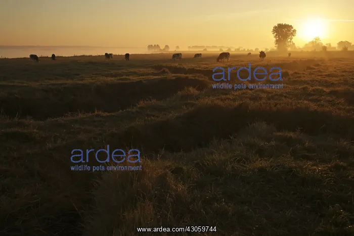 : Cows at sunrise in the bay of Mont St Michel France : Cows at sunrise in the bay of Mont St Michel France
