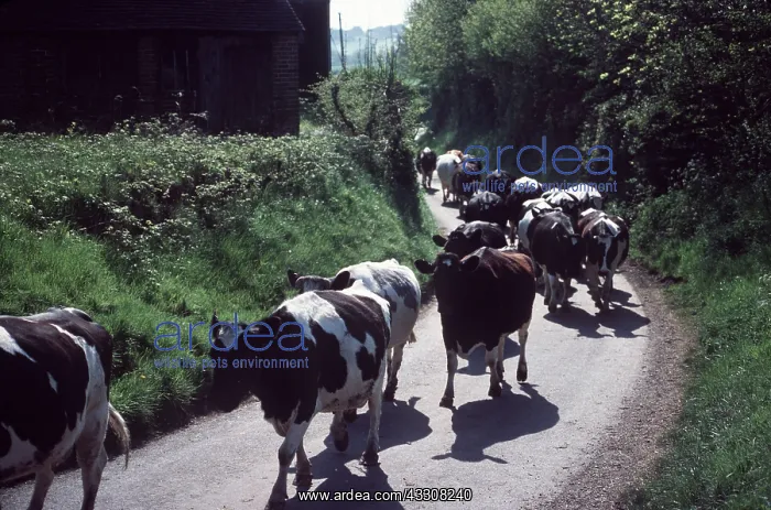 : COWS IN SUSSEX LANE : COWS IN SUSSEX LANE