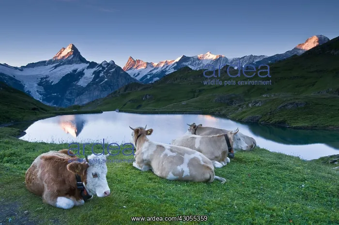 : Cows and swiss alps at sunrise Bachalpsee Switzerland : Cows and swiss alps at sunrise Bachalpsee Switzerland
