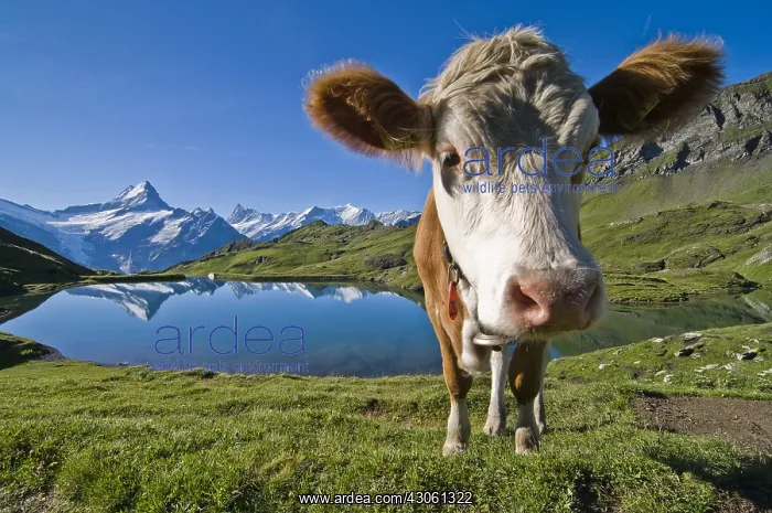 : Cows and swiss alps at sunrise Bachalpsee Switzerland : Cows and swiss alps at sunrise Bachalpsee Switzerland