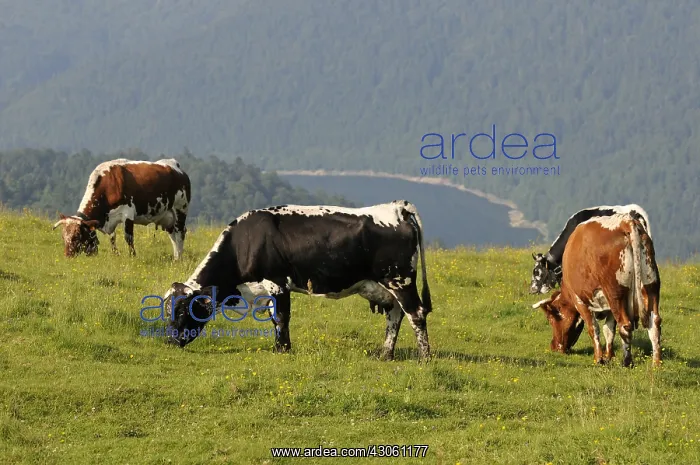 : Cows Vosges and Lake Kruth Ridge High-Vosges : Cows Vosges and Lake Kruth Ridge High-Vosges
