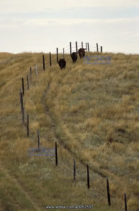 : Cows walking along a fence Saskatchewan Canada : Cows walking along a fence Saskatchewan Canada