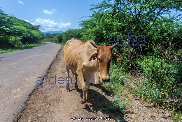 : Cows walkingg at Lake Bogoria; Great Rift Valley; Kenya : Cows walkingg at Lake Bogoria; Great Rift Valley; Kenya