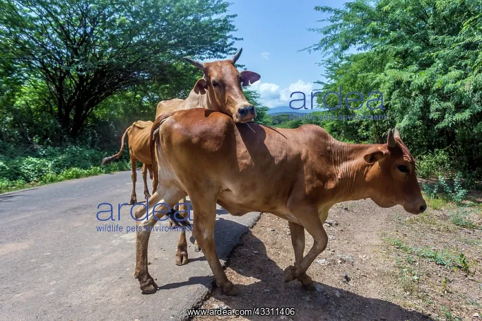: Cows walkingg at Lake Bogoria; Great Rift Valley; Kenya : Cows walkingg at Lake Bogoria; Great Rift Valley; Kenya