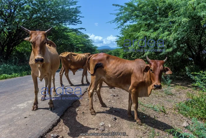 : Cows walkingg at Lake Bogoria; Great Rift Valley; Kenya : Cows walkingg at Lake Bogoria; Great Rift Valley; Kenya