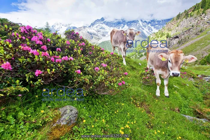 : Cows, on the way up to Schoenegg above Sulden in : Cows, on the way up to Schoenegg above Sulden in