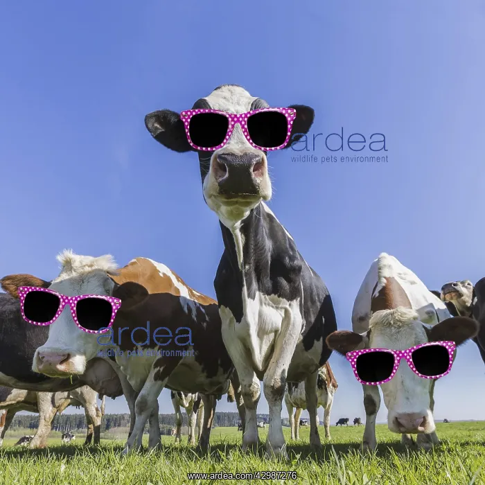 : Cows wearing sunglasses : Cows wearing sunglasses