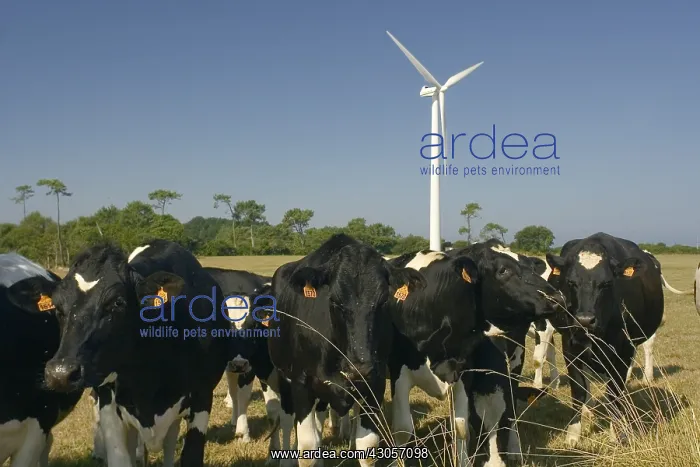 : Cows in front of the windmill farm of Goulien Sizun Cape : Cows in front of the windmill farm of Goulien Sizun Cape