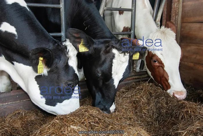  : Cowshed, cage, fodder silage