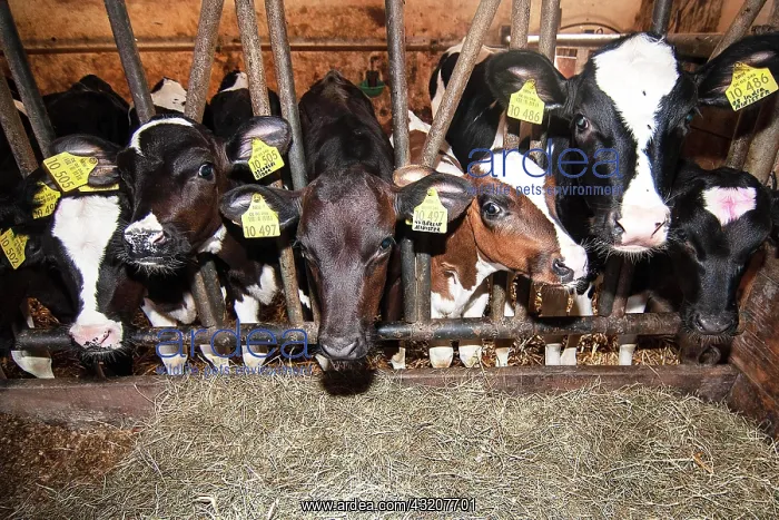 : Cowshed, cage, fodder silage : Cowshed, cage, fodder silage