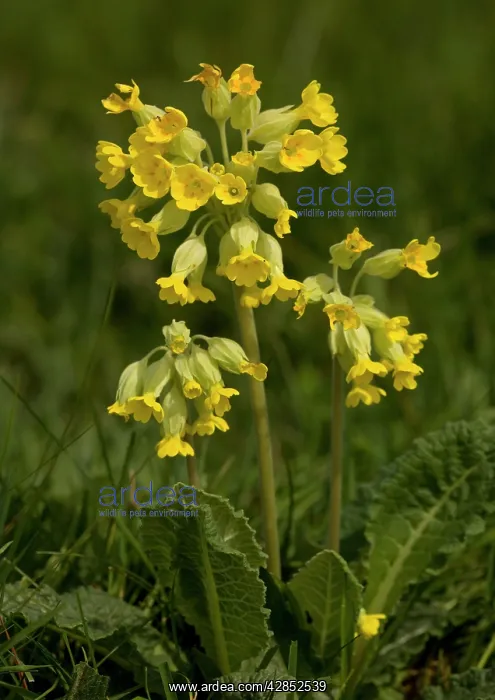: Cowslip (Primula veris). Found: April - May in woodland, open scrub : Cowslip (Primula veris). Found: April - May in woodland, open scrub