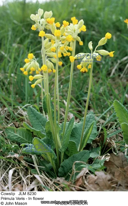  : COWSLIP (Primula Veris). In flower