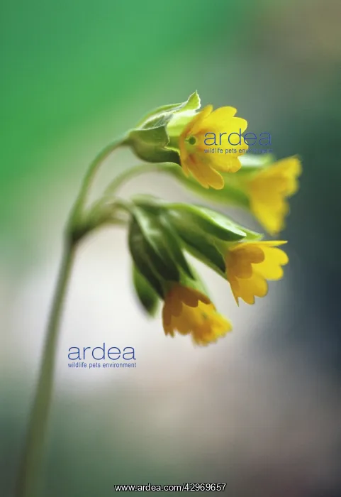 : Cowslip, Primula veris : Cowslip, Primula veris
