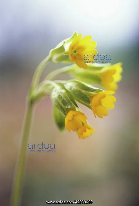 : Cowslip, Primula veris : Cowslip, Primula veris