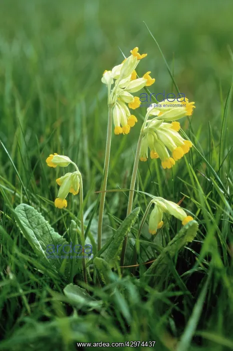 : Cowslip, Primula veris : Cowslip, Primula veris