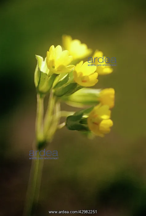 : Cowslip, Primula veris : Cowslip, Primula veris