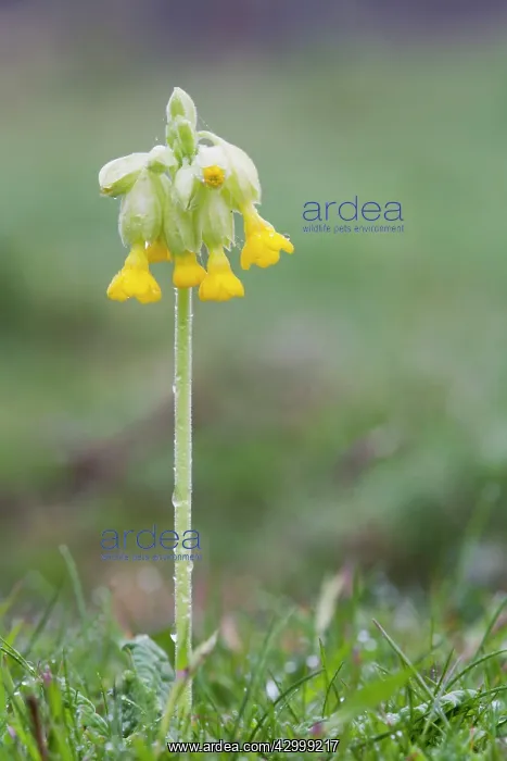  : Cowslip UK
