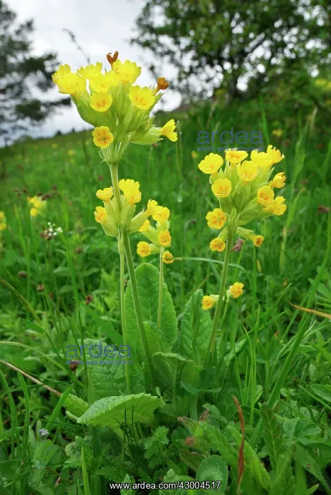  : Cowslip Aargau Jura Park Switzerland
