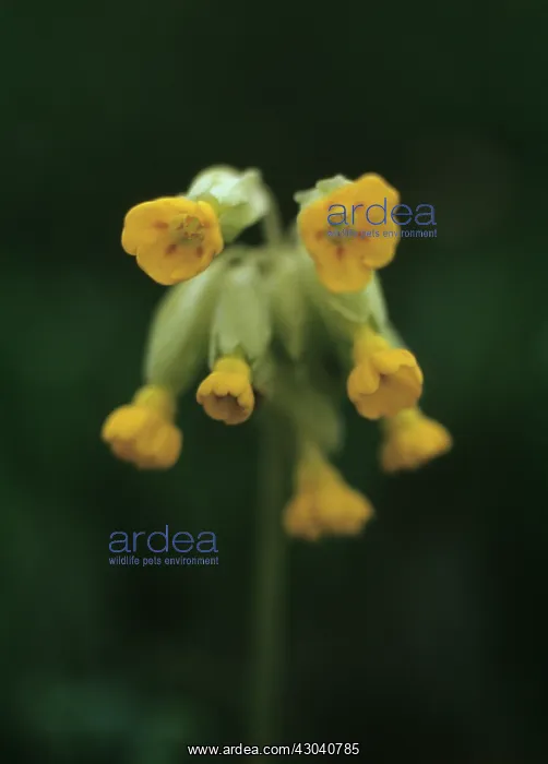 : Cowslip, Primula veris : Cowslip, Primula veris