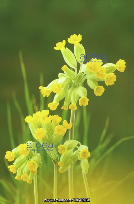 : Cowslip, Primula veris : Cowslip, Primula veris