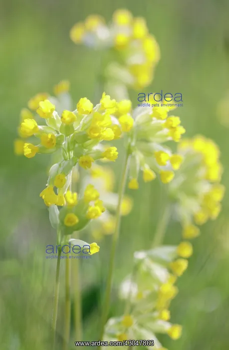 : Cowslip, Primula veris : Cowslip, Primula veris