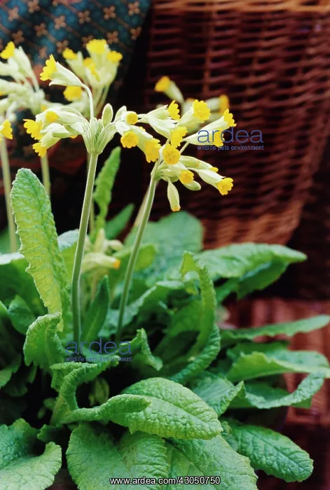 : Cowslip, Primula veris : Cowslip, Primula veris