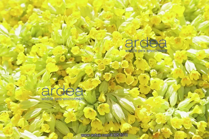 : Cowslip, Primula : Cowslip, Primula