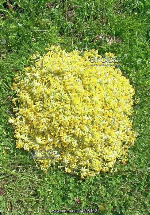 : Cowslip, Primula veris : Cowslip, Primula veris