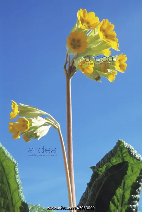 : Cowslip, Primula veris : Cowslip, Primula veris