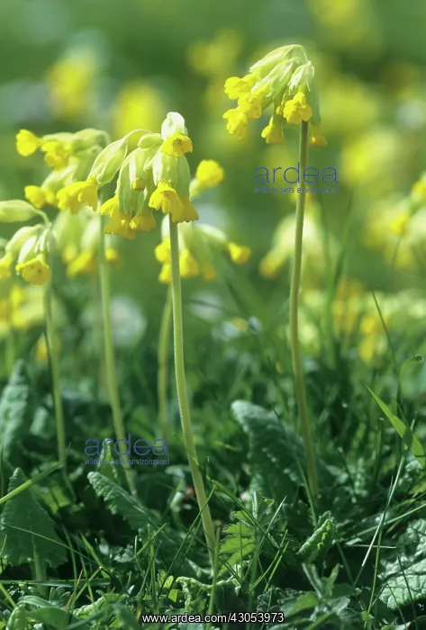 : Cowslip, Primula veris : Cowslip, Primula veris