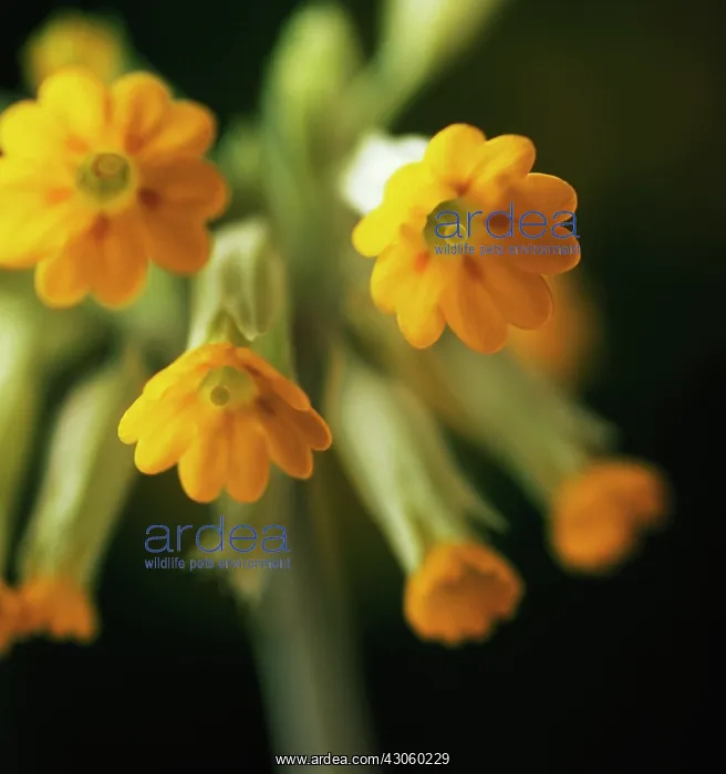 : Cowslip, Primula veris : Cowslip, Primula veris