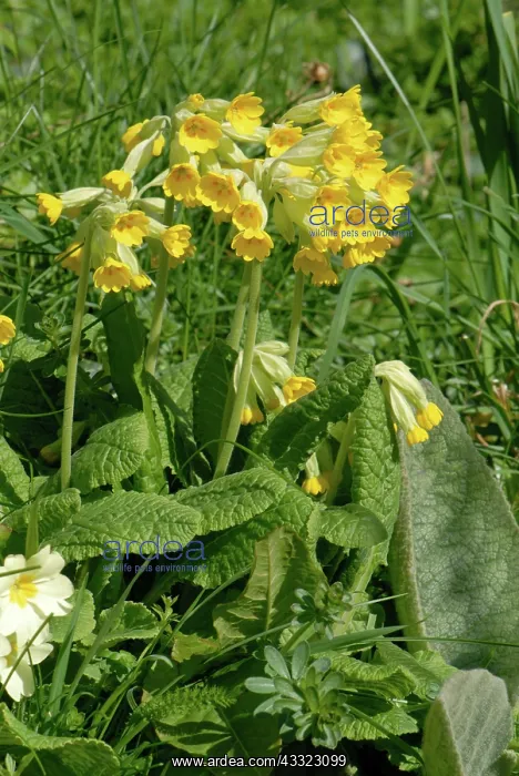 : Cowslip (Primula veris) flowering plants with primroses in a grass bank, Devon : Cowslip (Primula veris) flowering plants with primroses in a grass bank, Devon
