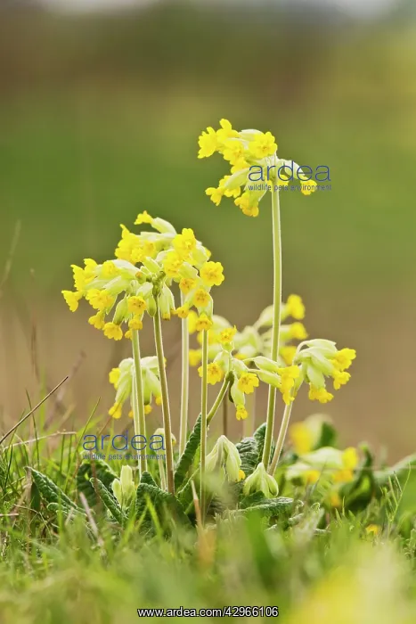 : Cowslip - close up of plant : Cowslip - close up of plant
