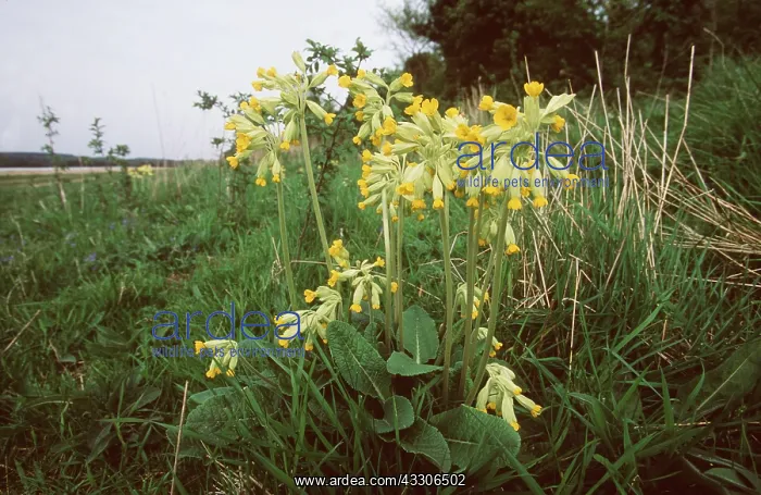 : COWSLIP - in field : COWSLIP - in field