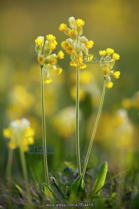: Cowslip - in flower : Cowslip - in flower