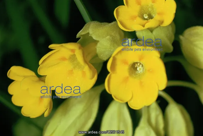  : Cowslip - flowers