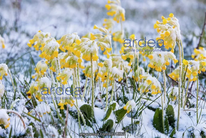  : Cowslip Plants, covered in a late fall of snow in